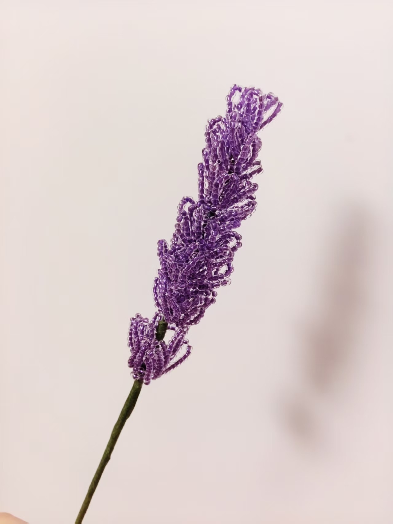 Lavanda viola