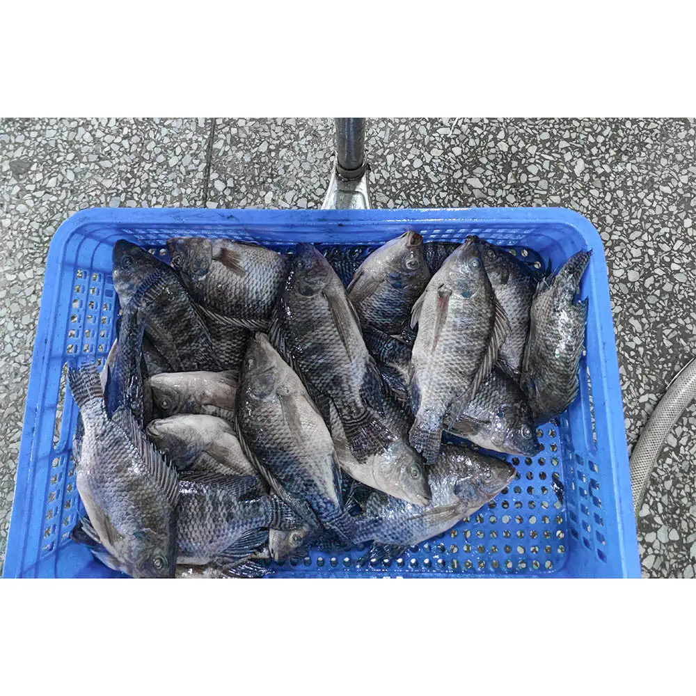 China exportiert ggs tilapia fisch gefrorene tilapia ausgestoßen geschreddert gefrierene tilapia ausgestoßen und geschreddert fisch