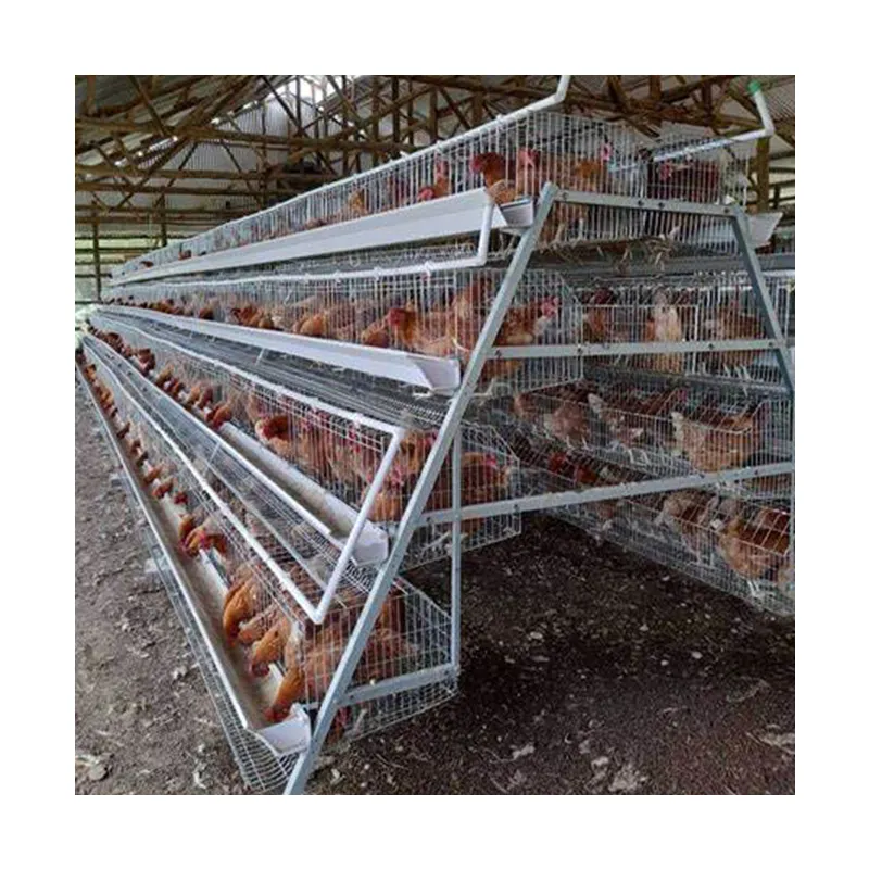 Batteria automatica sistema di allevamento strato di uova gabbie di pollo in allevamento di galline ovaiole kenya