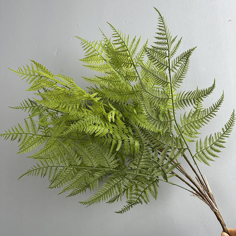 B12 feuille oreille de tigre vert fougère