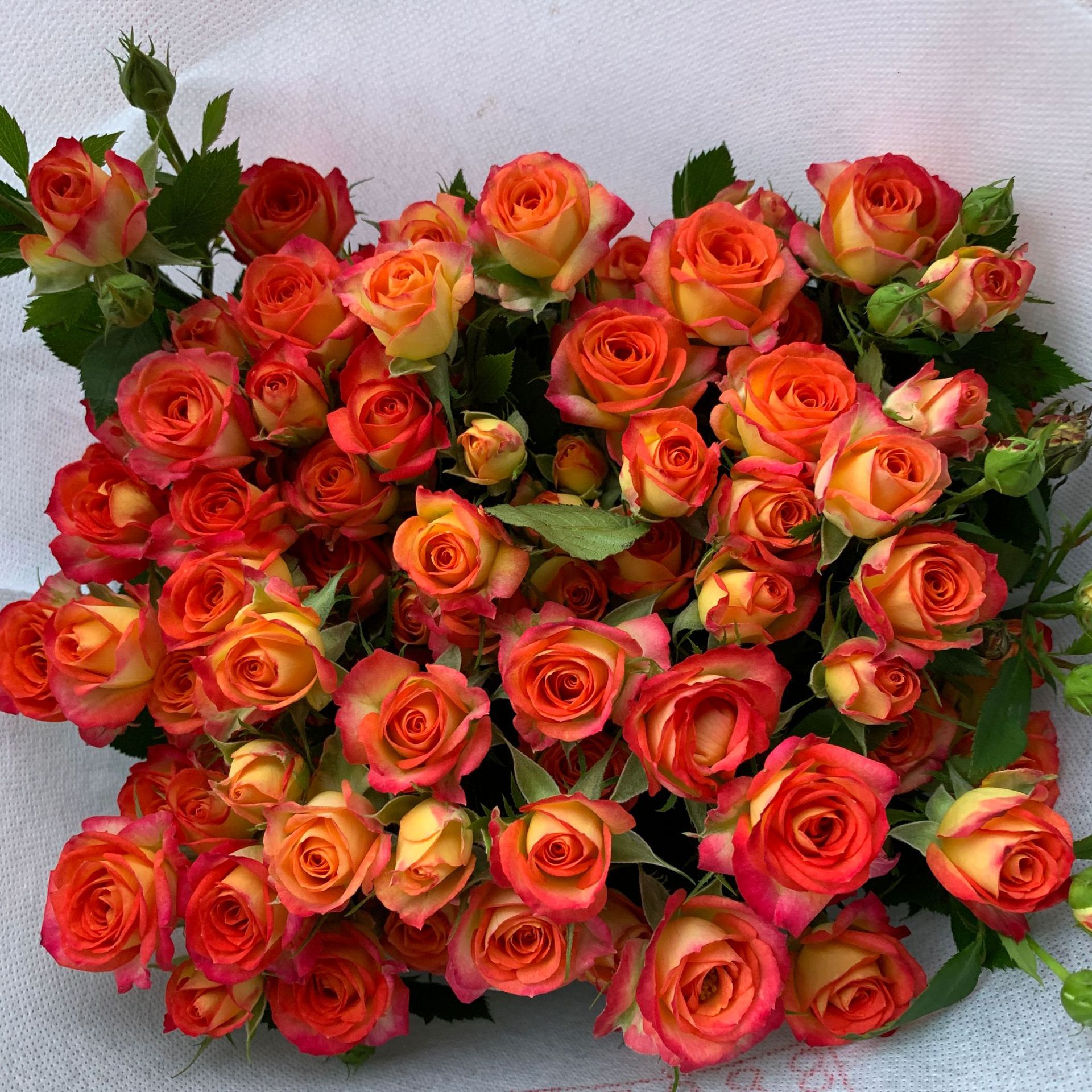 Alice bubble multi-head rose-10 sticks