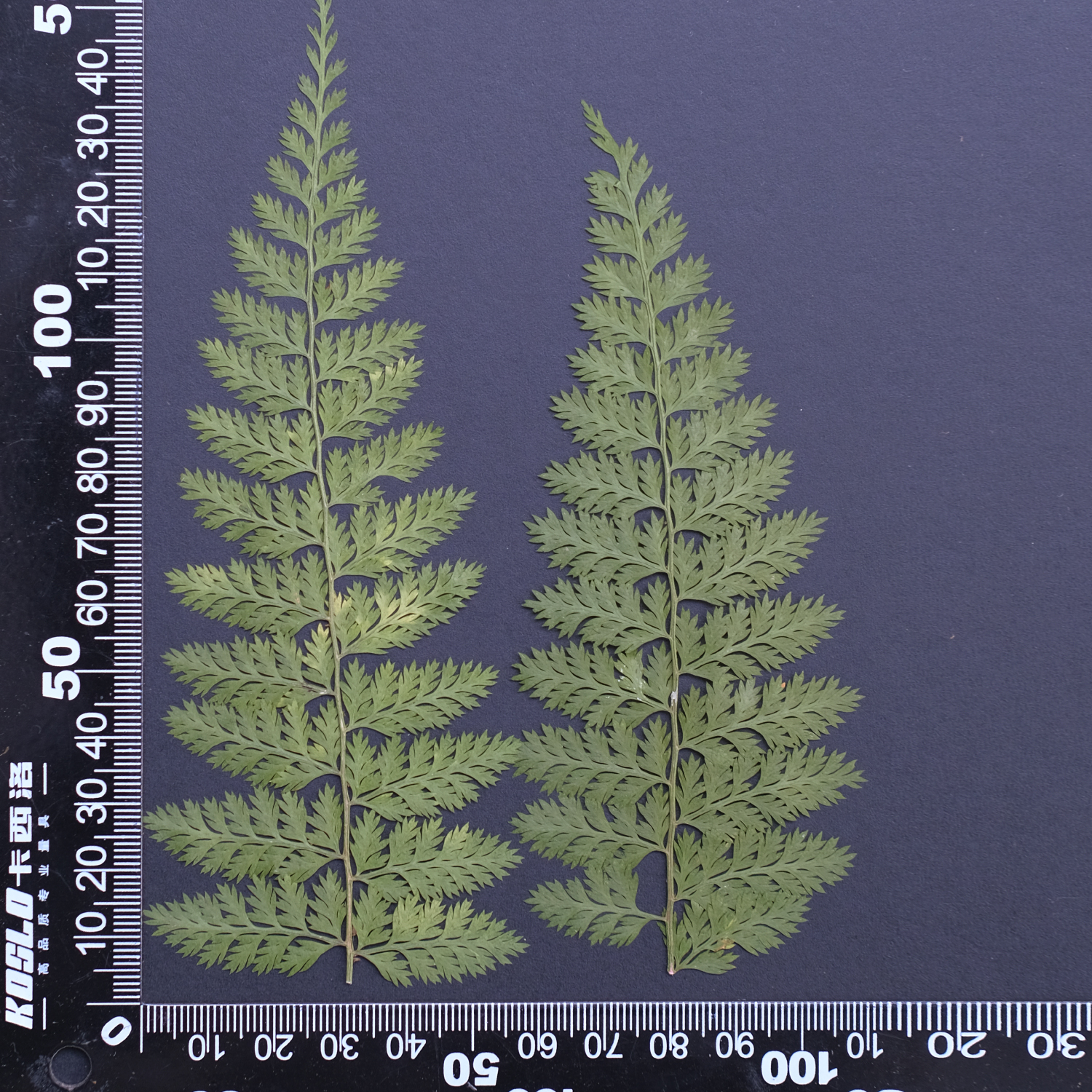 MH688 Fougère 12-15cm vert 6pcs
