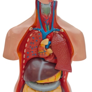 High-quality Detachable Medical Model Teaching Anatomy of the <strong>Human</strong> Torso, <strong>Back</strong> Anatomy, Head, Neck, Torso Model (85 Cm) - Product Image 1