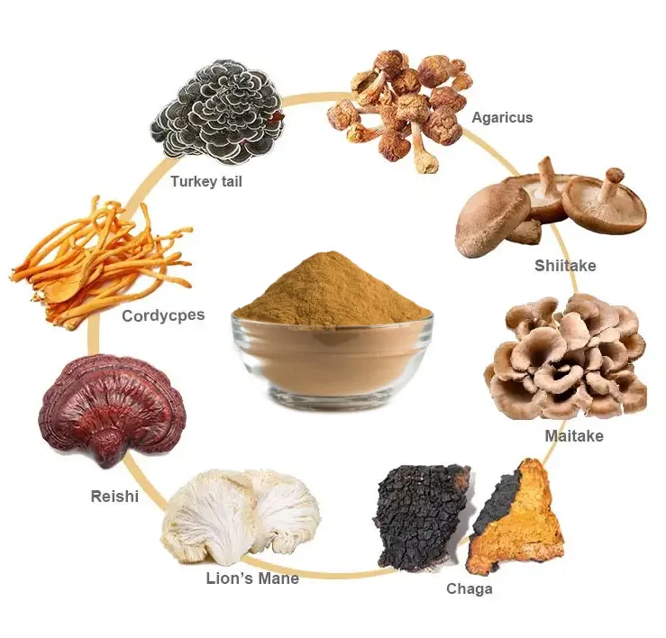 개인 상표 최고 품질의 허브 버섯 추출물 분말-USDA 유기농 라이온스 갈기, 영지, 동충하초, 차가, 터키 꼬리