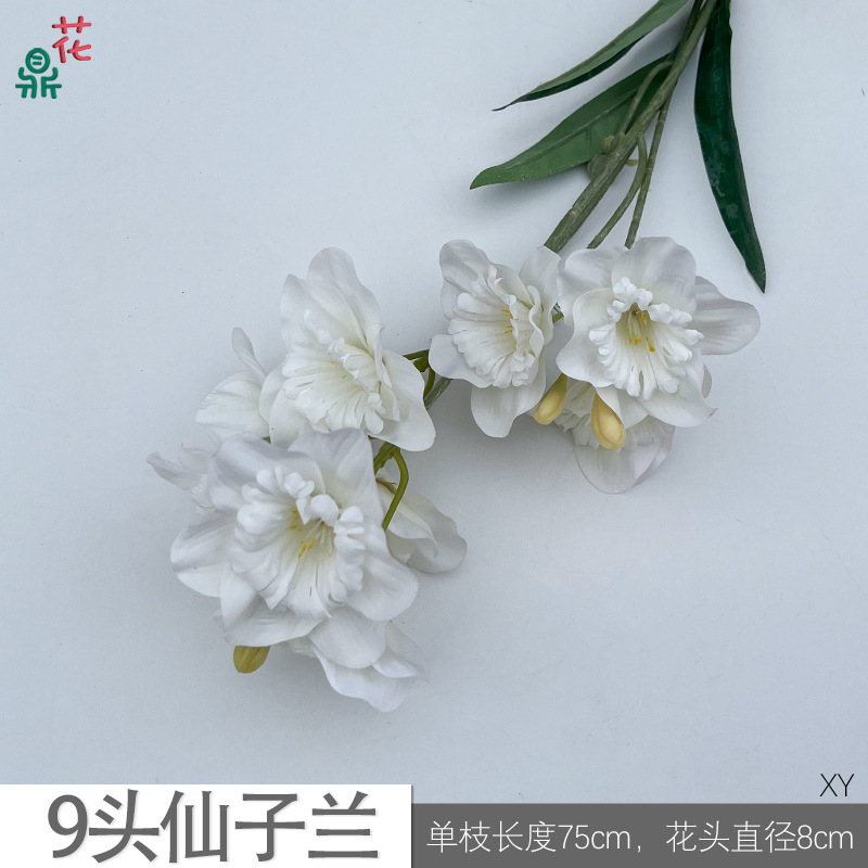 Orchidée féerique à 9 têtes XY blanche