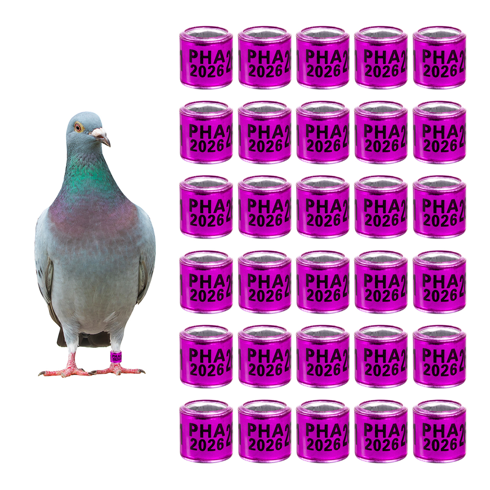 Pourpre