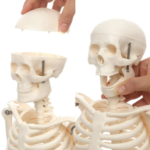 85cm PVC <strong>Human</strong> Body Model Anatomical Skeleton Model for Medical Science Training for Medical Schools and Students <strong>Human</strong> Spine - Product Image 4