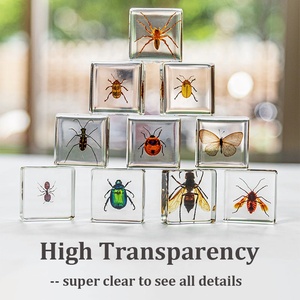 Trung Quốc nhà máy bán buôn số lượng lớn 38 * Acrylic tle Bọ Cạp Wasp động vật nhỏ Nhựa thực côn trùng mẫu vật sản phẩm - Product Image 4