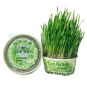 Kit de semillas de hierba gatera de crecimiento rápido para interiores sin suelo, golosinas de hierba gatera fresca para gatos, alivio del estrés en interiores - Product Image 6
