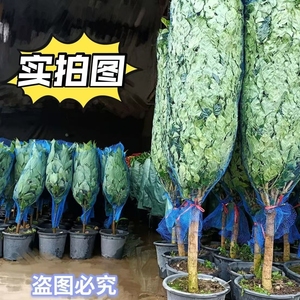 Ağaç bitkileri siparişe göre işleme hizmeti PP plastik genişletilebilir Net boru ambalaj koruyucu ağlar - Product Image 1