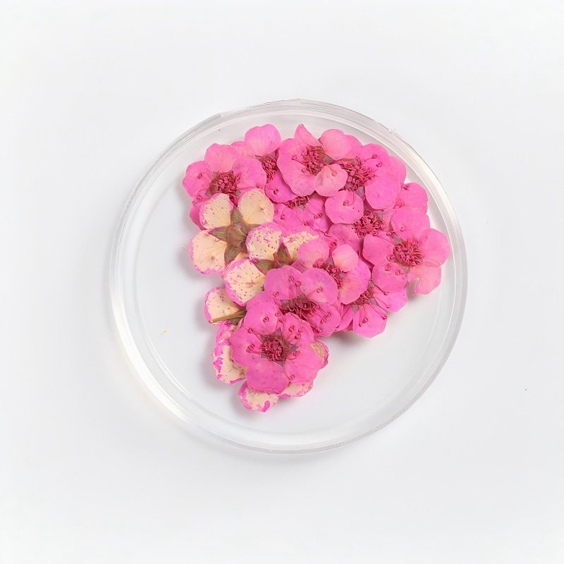 Rose garance