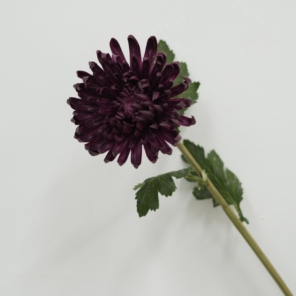 Pourpre