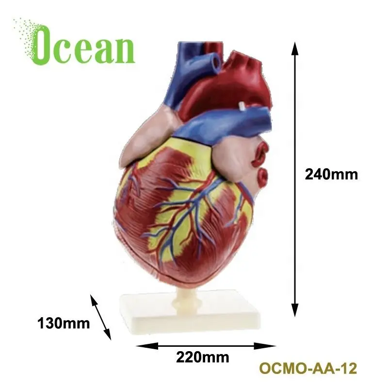 Corazón humano 5 veces ampliada modelo anatómico para la enseñanza