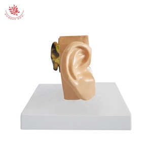 Biyolojik öğretim yardımcıları kulak modeli tıp bilimleri İnsan kulak modeli büyütülmüş insan anatomik kulak modeli - Product Image 3