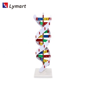 Modelo de estructura de dna de plástico ligero, 3d, duradero - Product Image 3