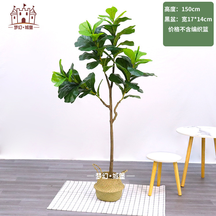 Ficus odorant 150CM