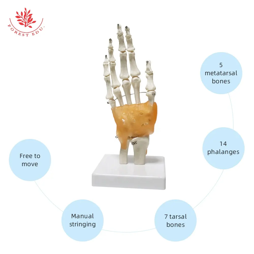 FRT031 Hand Bone Model Wrist Joint Hand Anatomy Bone Attachment Ligament Model Finger Tip Movable Structure Model