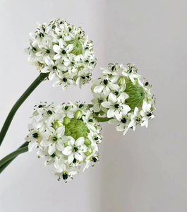 <span class=keywords><strong>Berkeley</strong></span> Sao Chất Lượng Cao Tươi Cắt Nhung Hoa Sắp Xếp Cao Cấp Thiết Kế Hoa - Product Image 3