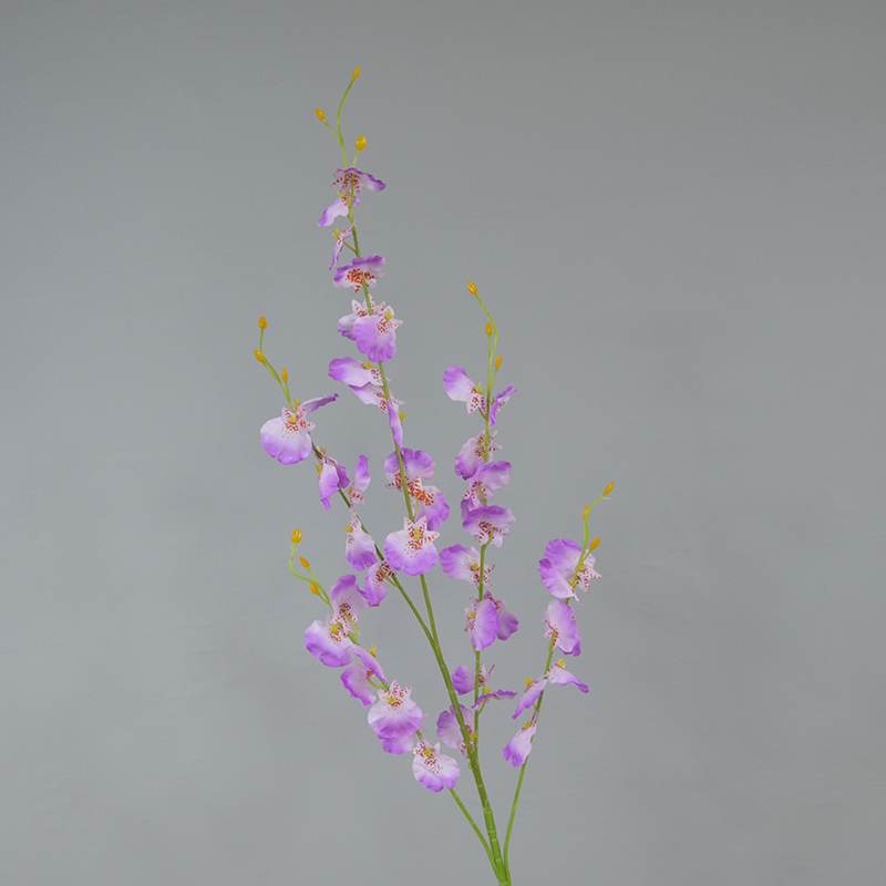Viola