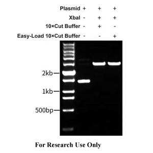 Tinzyme XbaI Restriction Endonuclease Suitable for Rapid Enzymatic Digestion of Plasmid DNA, PCR Products, or Genomic DNA. - Product Image 4