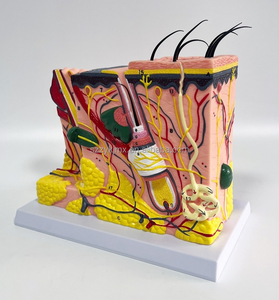 Three-Dimensional Medical Skin Tissue Structure Model <strong>Human</strong> Body Hierarchy Stratified Anatomy Magnification for Medical Science - Product Image 6