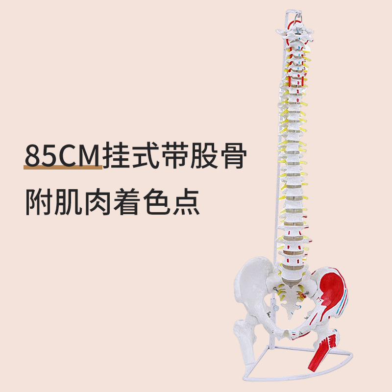 80cm spine with muscle pigmentation