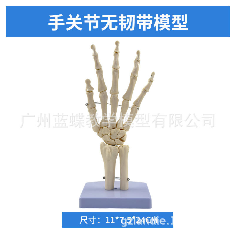 Les articulations de la main n'ont pas de ligaments