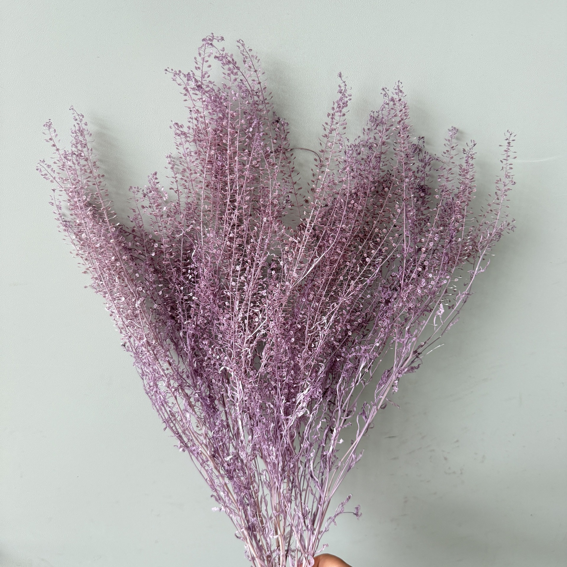 Taro viola