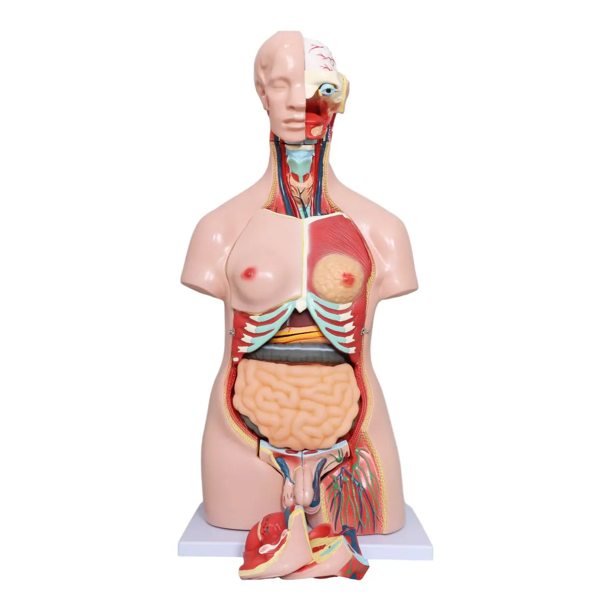 A fábrica modelo anatômico 29 do torso humano do pvc modelo parte o tronco humano 85cm do ensino médico