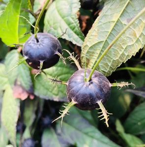Factory <strong>100</strong>% Pure Campanumoea Lancifolia Concentrate <strong>Juice</strong> Healthy Fruit Ginseng <strong>Juice</strong> Campanumoea Lancifolia NFC <strong>Juice</strong> - Product Image 2