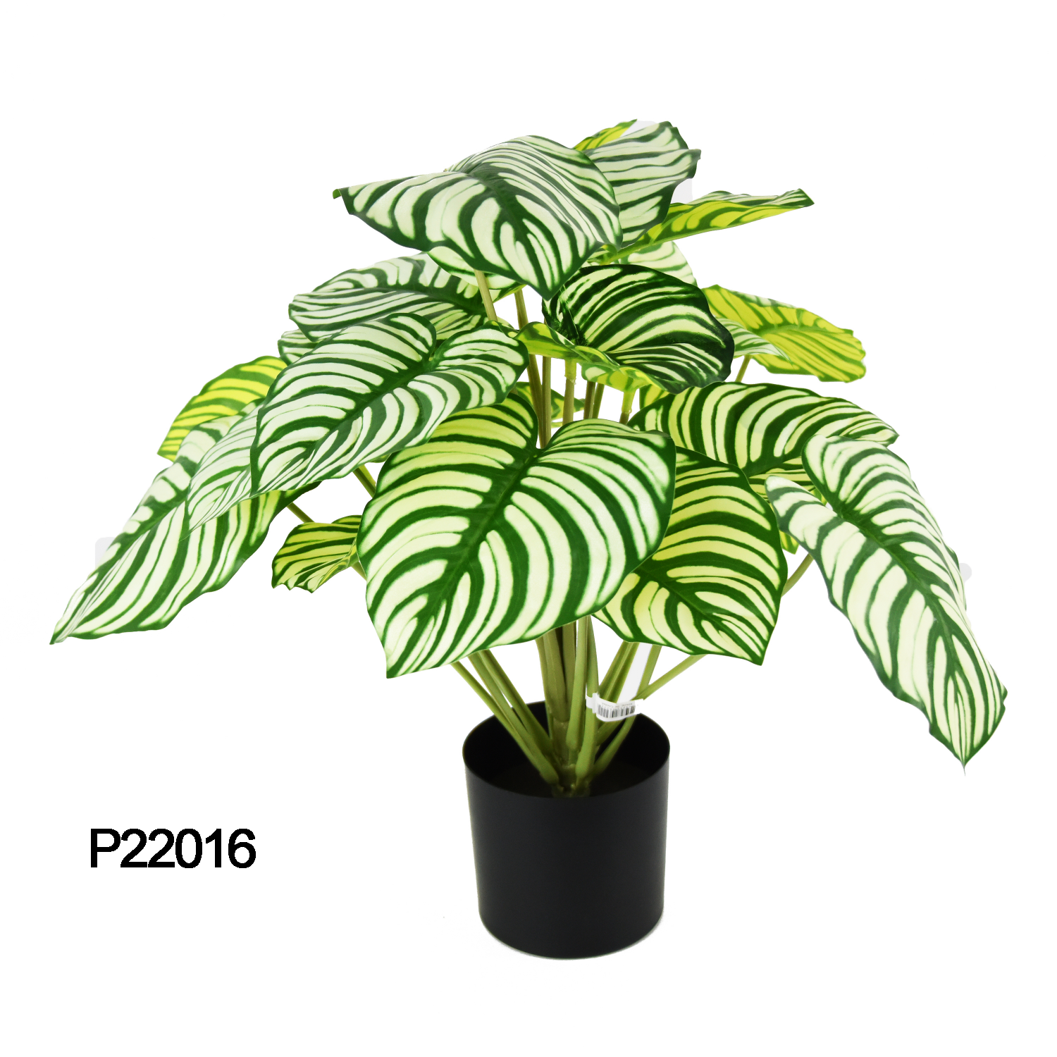 P22016