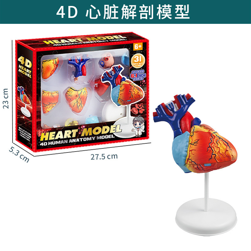 Serie del cuerpo humano-modelo de corazón txk-203