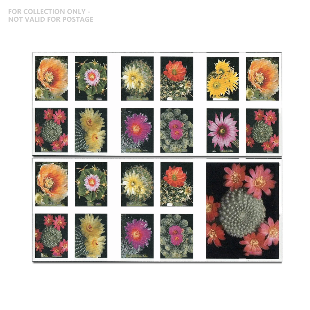 Fleurs de cactus blanches Y12 2019