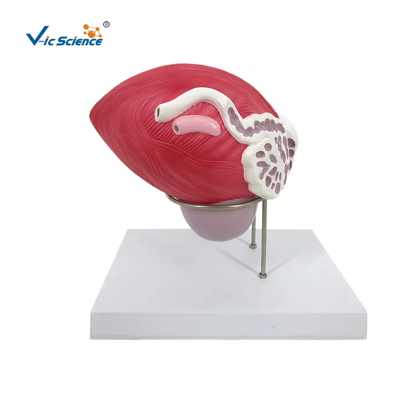 Male Urinary Bladder with Prostate 2 Parts anatomical prostate model reproductive system anatomical model