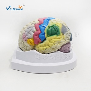 Modello anatomico del corpo umano degli organi umani modello di localizzazione funzionale della corteccia cerebrale modello di anatomia cerebrale - Product Image 1