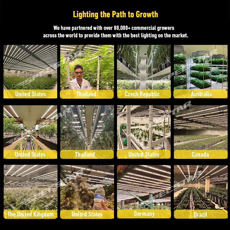 Specstar Fast Shipping Indoor Vertical Farming 4x6ft 4x4ft 720 watt 645 watt Samsung Diodes Grow Light Led