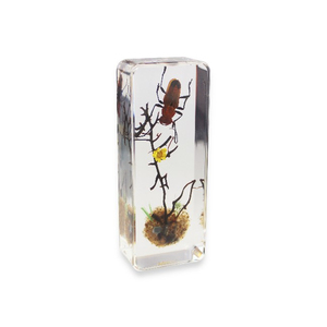 Embedded Sea <strong>Shells</strong> Sea <strong>Shell</strong> Specimen Large Sea <strong>Shells</strong> in Resin - Product Image 3