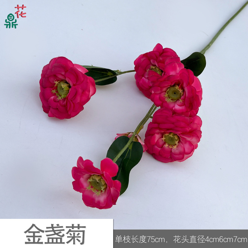 Calendula JYG Rose red