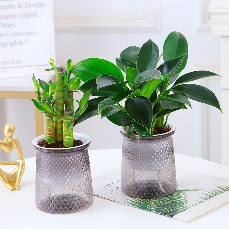 Golden diamond lucky bamboo-starry pot nutrient solution
