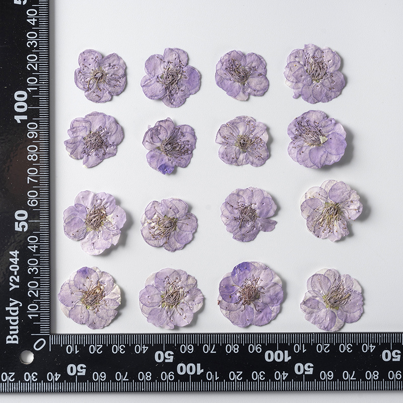 Teint lilas 12 pcs/sac