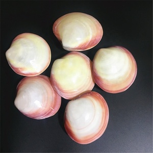 Natural Pink Sea <strong>Shell</strong> - Product Image 1