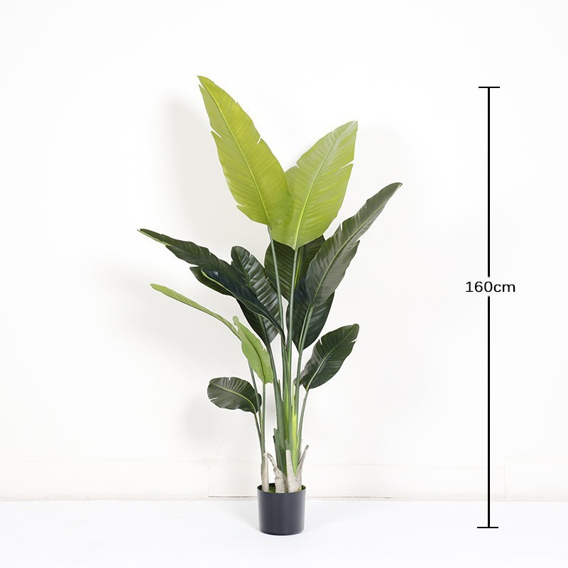 Green Compact 160cm
