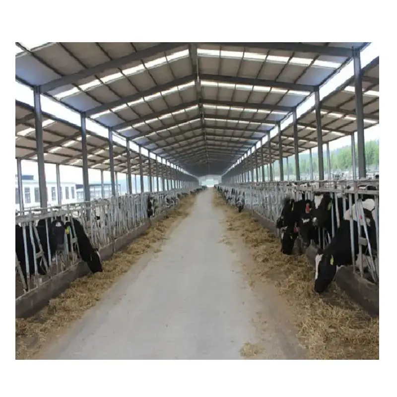 Hangar pour vaches préfabriqué personnalisé Conception de structure en acier Ferme laitière