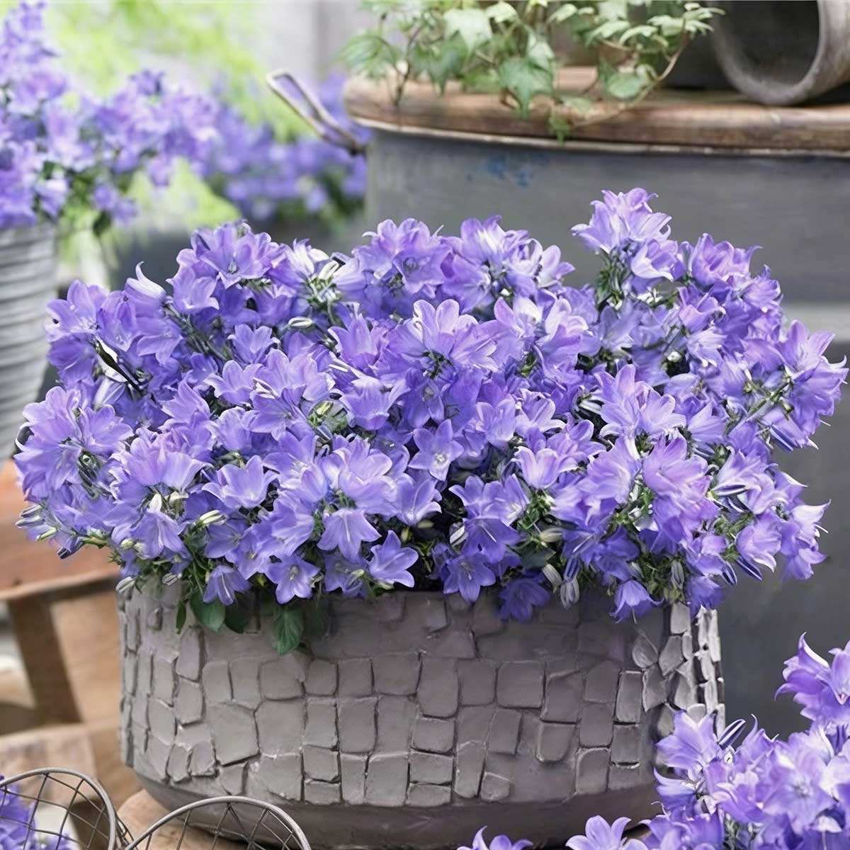 Single-petaled light purple