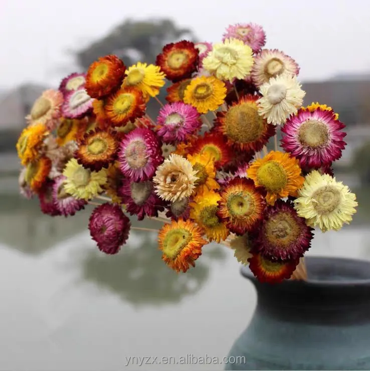 Fleur de décoration de luxe en gros bouquet de fleurs séchées bouquet de mini fleurs colorées chrysanthème petite marguerite hélichryse