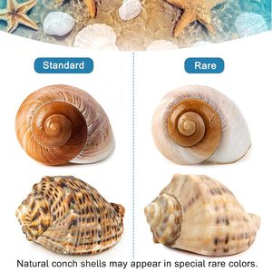 6PCS Large Hermit Crab <strong>Shells</strong> Natural Sea Conch Size 3&quot; - 3.5&quot; Opening Size 1.5&quot; - 2.5&quot; Turbo Seashells - Product Image 3