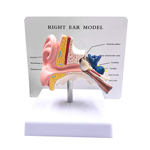 İnsan anatomisi tipi 1:1 yaşam boyutu PVC simülasyon insan kulak modeli masaüstü kulak modeli eğitim için - Product Image 3