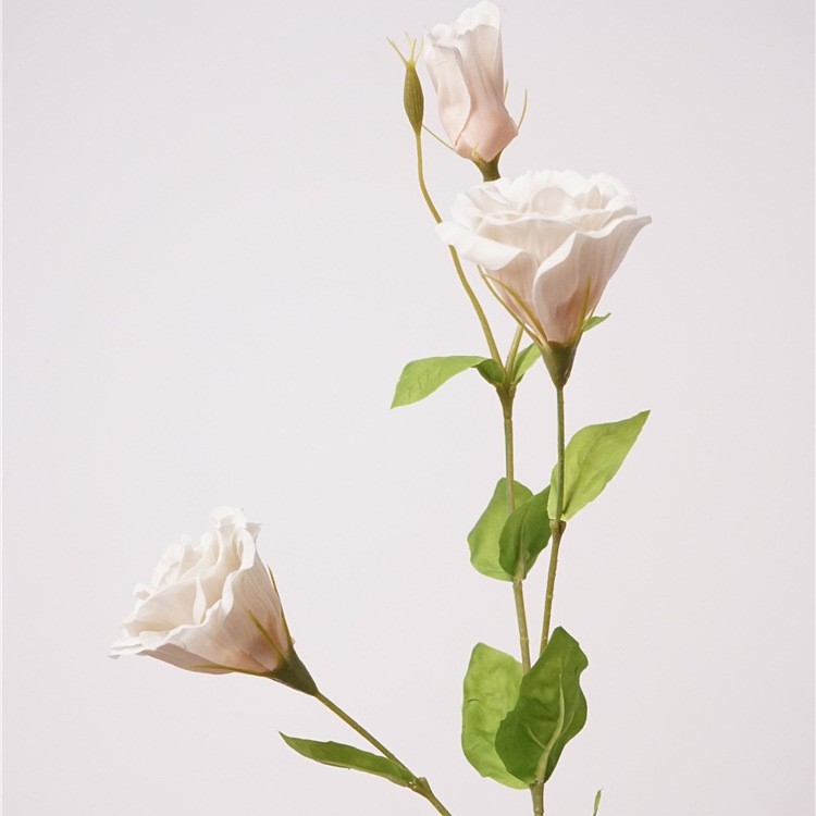 Cream apricot