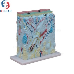 Medical <strong>Human</strong> 3D Skin Anatomy Model Training Skin Model - Product Image 3