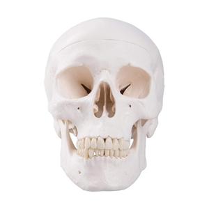 PVC <strong>Human</strong> Skull Anatomy Model - <strong>3</strong> Part Life Size Anatomically Correct , Skull Cap with External and Interior Structures - Product Image 2